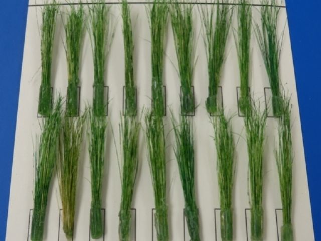 Trsy rákosí zelené - Tufts of grass gr.