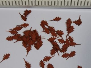 Dub červený - podzimní listí
