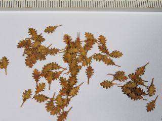 Dub červený - suché listí